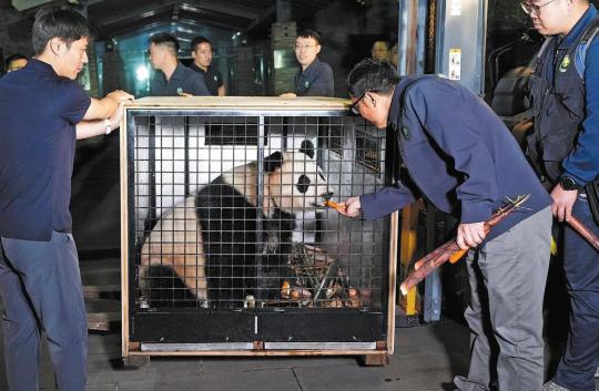 Pandas leave for new abode in Austria