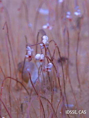 Chinese-led team discover 'vibrant oasis' of chemical-eating creatures 10,000 m undersea